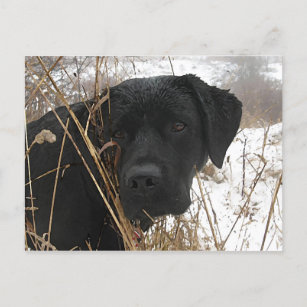 Black Labrador Retriever Cute Dog Winter Snow Dog Briefkaart