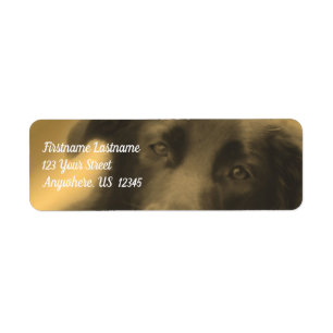 Black Labrador Retriever Dog Adres Etiket