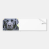 Black Labrador Retriever Dog Bumpersticker (Voorkant)