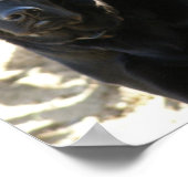 Black Labrador Retriever Dog Poster (Hoek)