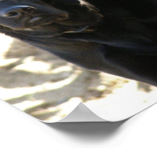 Black Labrador Retriever Dog Poster (Hoek)