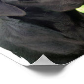 Black Labrador Retriever Dog Poster Print (Hoek)