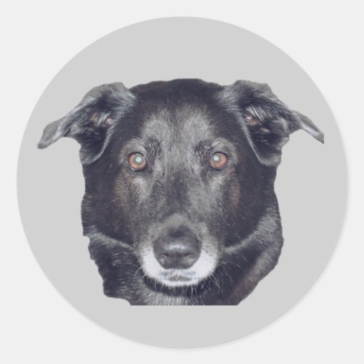 Black Labrador Retriever Dog Ronde Sticker (Voorkant)
