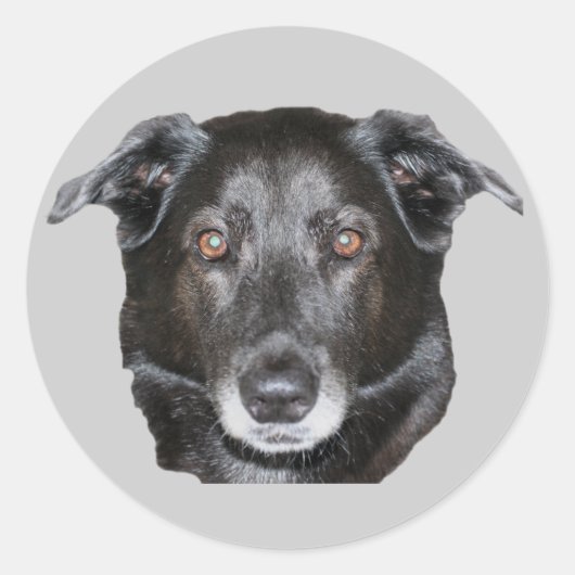 Black Labrador Retriever Dog Sticker (Voorkant)