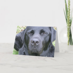 Black Labrador Retriever Dog Wenskaart Kaart
