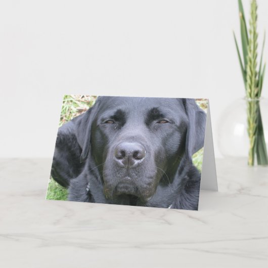 Black Labrador Retriever Dog Wenskaart Kaart (Voorkant)