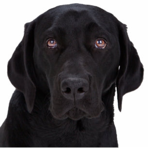Black Labrador Retriever Fotobeeldje Magneet