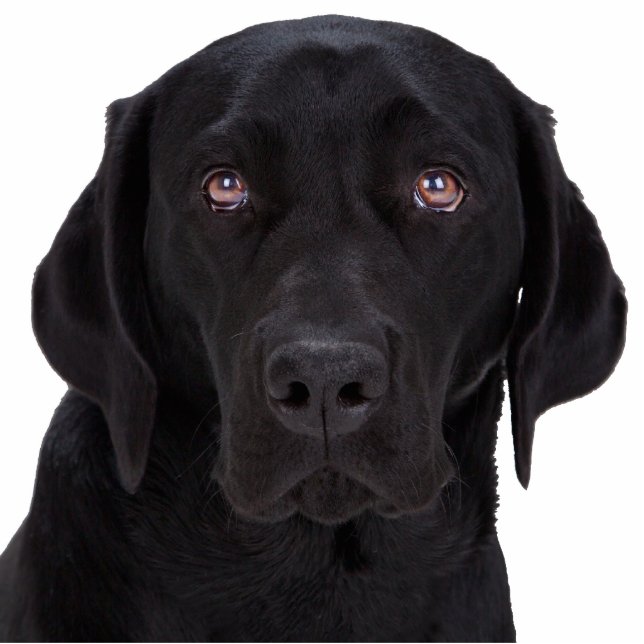 Black Labrador Retriever Fotobeeldje Magneet (Voorkant)