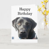 Black Labrador Retriever Happy Birthday Kaart (Gele Bloem)