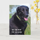 Black Labrador Retriever humor Kaart (Gele Bloem)