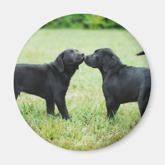 Black Labrador Retriever Magneet