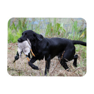Black Labrador Retriever met eendenmagneet Magneet