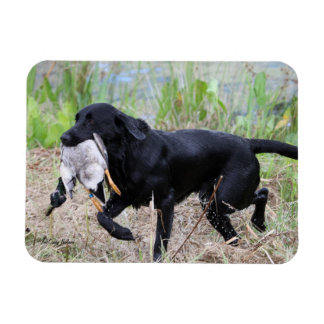 Black Labrador Retriever met eendenmagneet Magneet