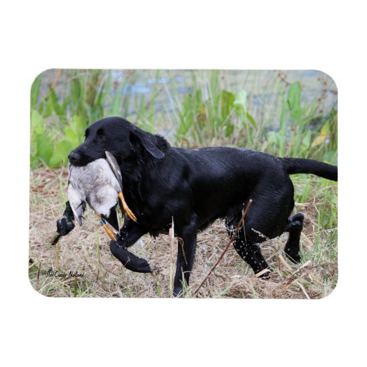 Black Labrador Retriever met eendenmagneet Magneet (Horizontaal)