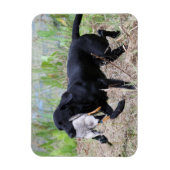 Black Labrador Retriever met eendenmagneet Magneet (Verticaal)
