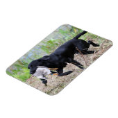Black Labrador Retriever met eendenmagneet Magneet (Linkerzijde)