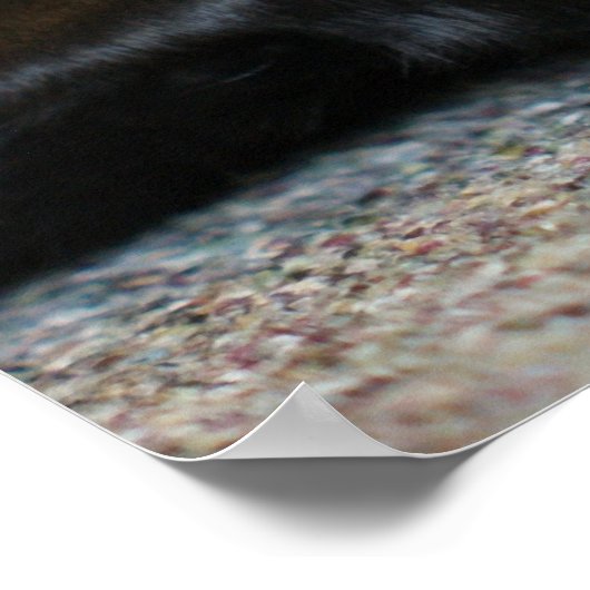 Black Labrador Retriever Poster (Hoek)