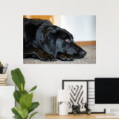 Black Labrador Retriever Poster (Thuiskantoor)