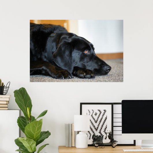 Black Labrador Retriever Poster (Thuiskantoor)