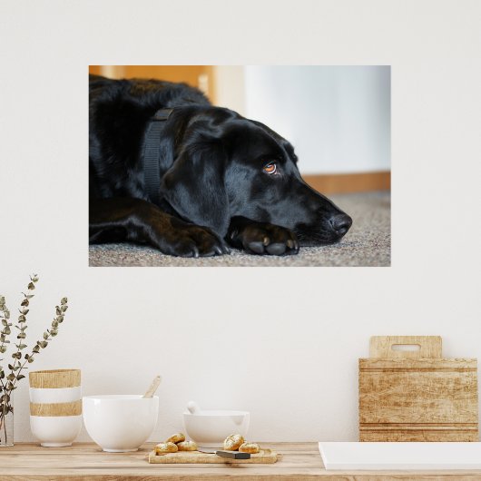 Black Labrador Retriever Poster (Keuken)