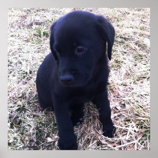 Black Labrador Retriever Poster (Voorkant)