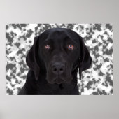 Black Labrador Retriever Poster (Voorkant)