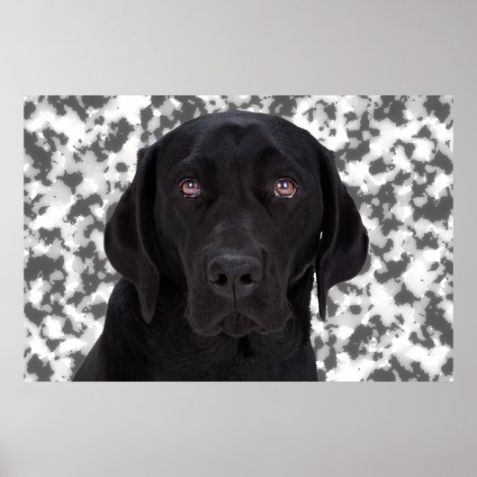 Black Labrador Retriever Poster (Voorkant)