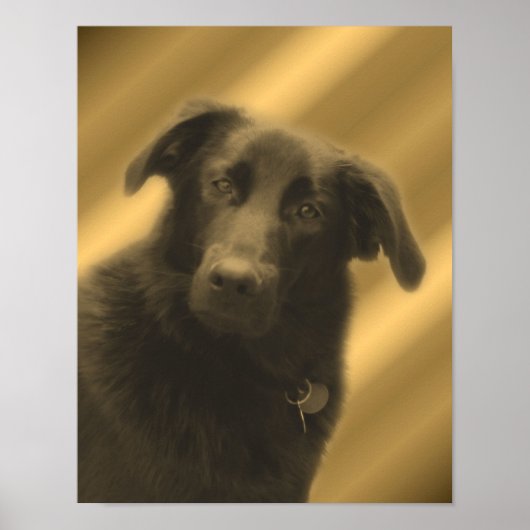 Black Labrador Retriever Poster (Voorkant)