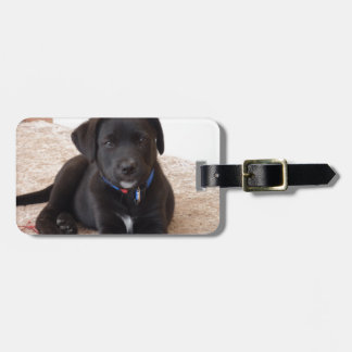 Black Labrador Retriever Puppy Bagagelabel