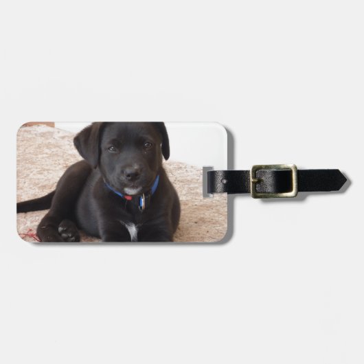 Black Labrador Retriever Puppy Bagagelabel (Voorkant horizontaal)