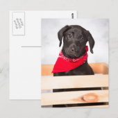 Black Labrador Retriever Puppy Briefkaart (Voorkant / Achterkant)