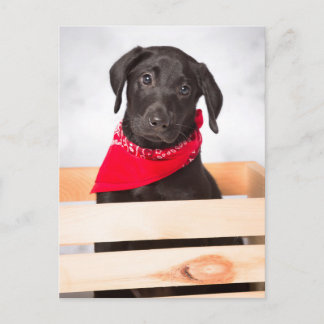 Black Labrador Retriever Puppy Briefkaart