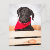 Black Labrador Retriever Puppy Briefkaart (Voorkant)