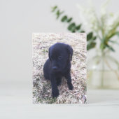 Black Labrador Retriever Puppy Briefkaart (Staand voorkant)