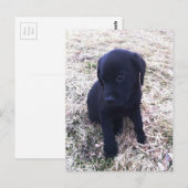 Black Labrador Retriever Puppy Briefkaart (Voorkant / Achterkant)