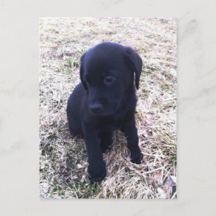 Black Labrador Retriever Puppy Briefkaart