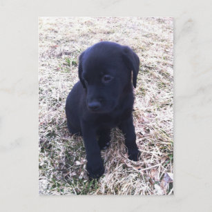 Black Labrador Retriever Puppy Briefkaart