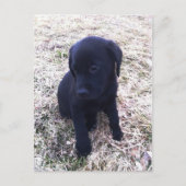 Black Labrador Retriever Puppy Briefkaart (Voorkant)
