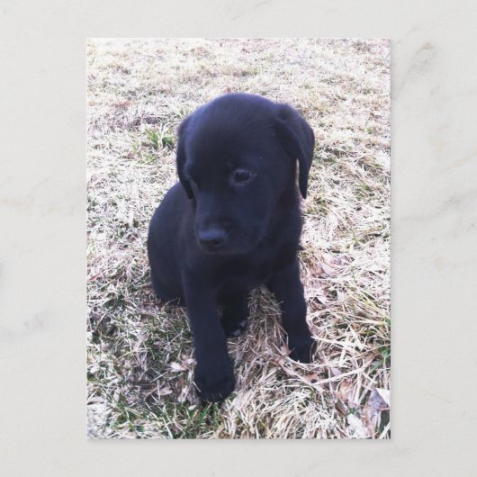 Black Labrador Retriever Puppy Briefkaart (Voorkant)