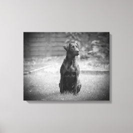 Black Labrador Retriever Puppy Canvas Afdruk