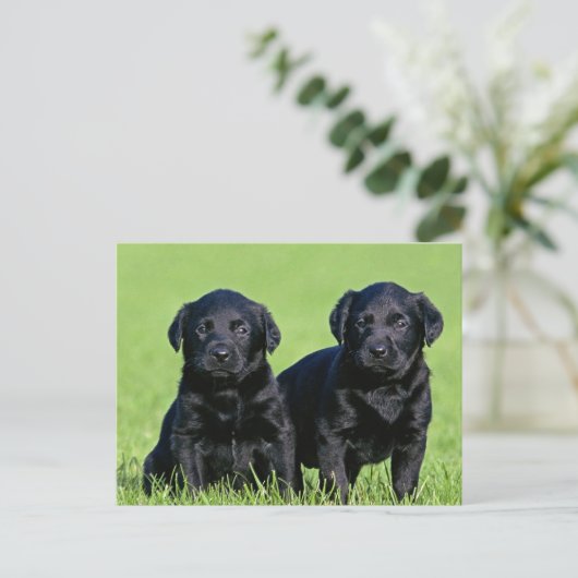 Black Labrador Retriever Puppy Dog Briefkaart (Staand voorkant)