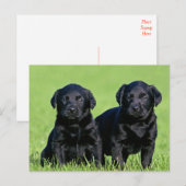 Black Labrador Retriever Puppy Dog Briefkaart (Voorkant / Achterkant)