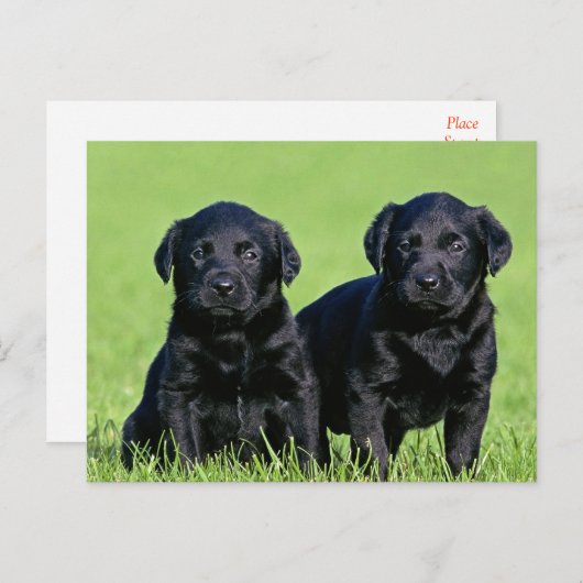 Black Labrador Retriever Puppy Dog Briefkaart (Voorkant / Achterkant)
