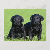 Black Labrador Retriever Puppy Dog Briefkaart (Voorkant)