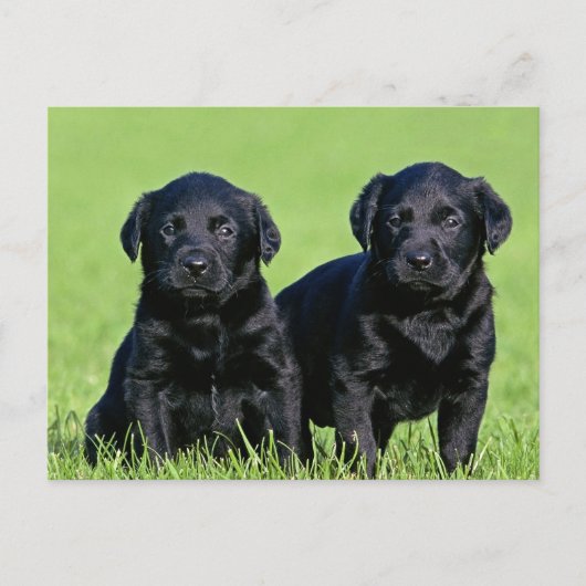 Black Labrador Retriever Puppy Dog Briefkaart (Voorkant)