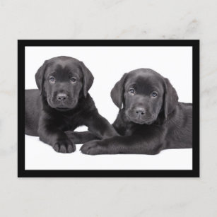 Black Labrador Retriever Puppy Dog Briefkaart