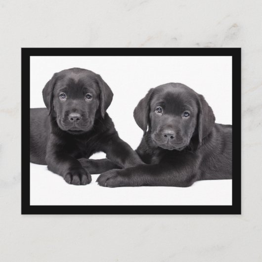 Black Labrador Retriever Puppy Dog Briefkaart (Voorkant)