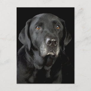 Black Labrador Retriever Puppy Dog Briefkaart
