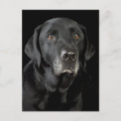 Black Labrador Retriever Puppy Dog Briefkaart (Voorkant)