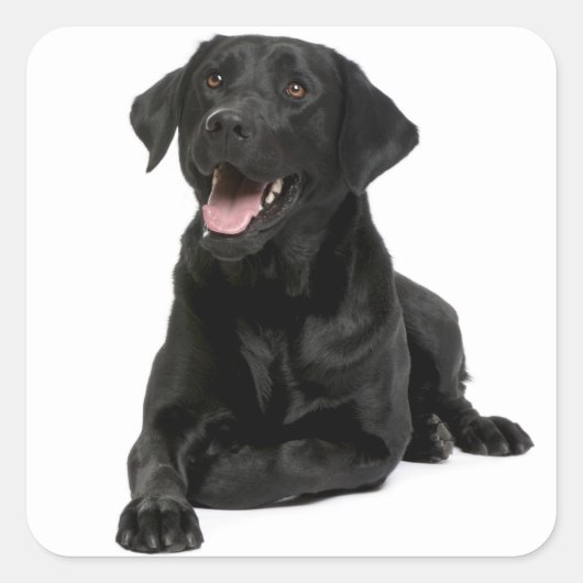 Black Labrador Retriever Puppy Dog Sticker / Seal (Voorkant)